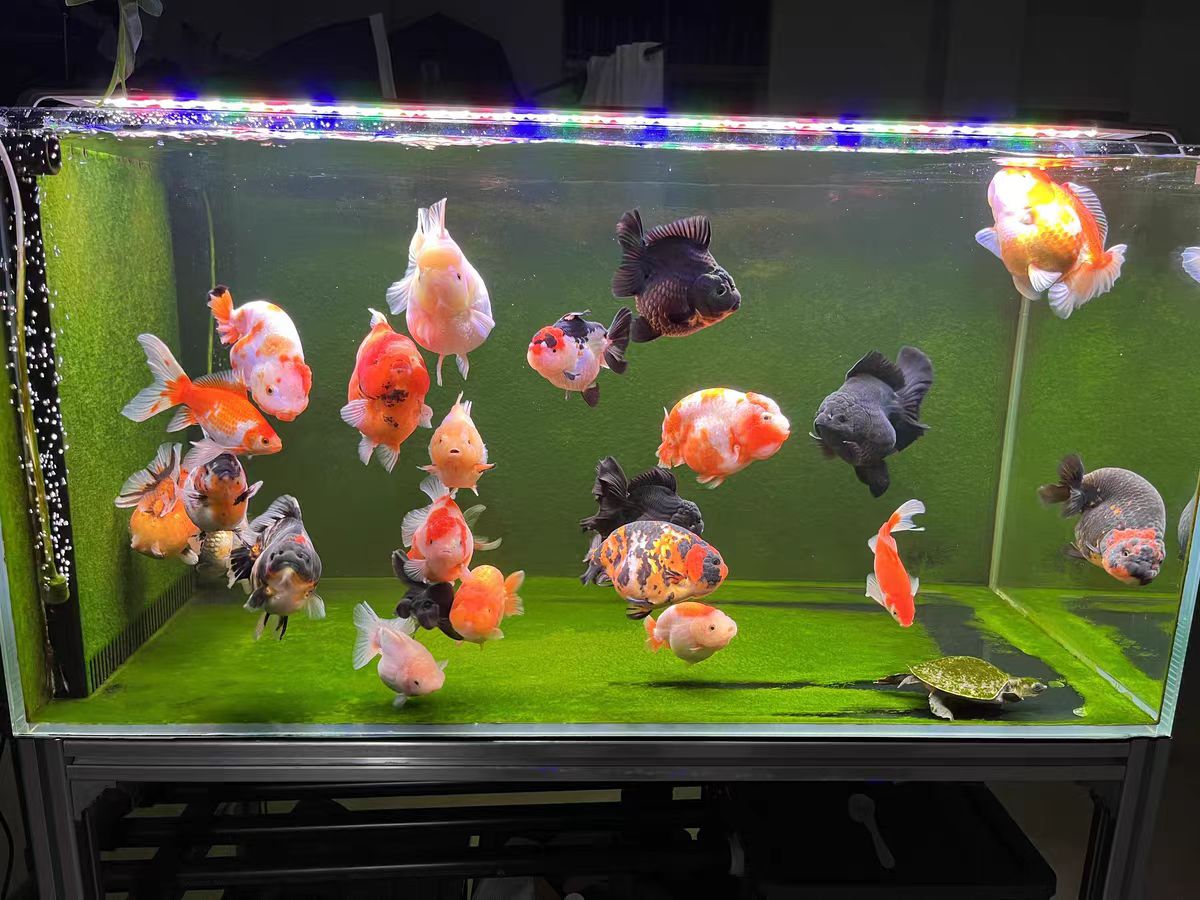 Luz LED para Aquário com Siste - Marine Aquarium In Clearwater avaliação e preço